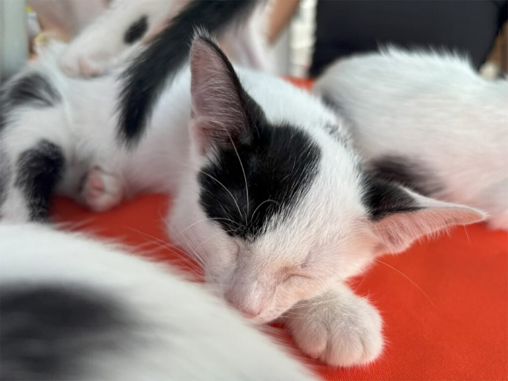 Campanha de adoção “Amigo Pet” acontece neste sábado em Aracaju (SE)