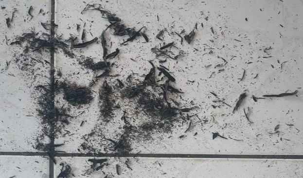 “Chuva de fuligem” e calor de 35°C: Queima da cana castiga moradores de Itabaiana nesta terça-feira