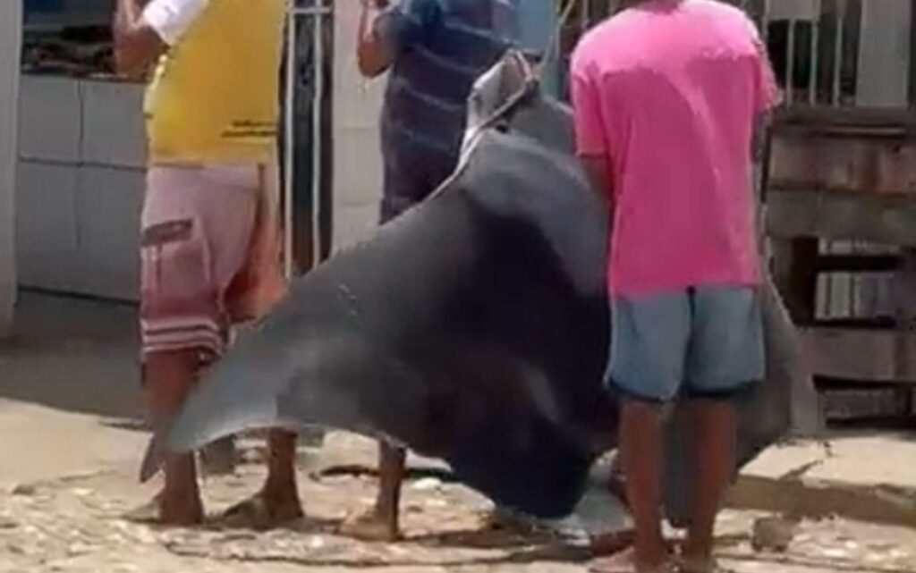 Gigante dos Mares: Arraia de grande porte é capturada no Rio Vaza-Barris, em São Cristóvão