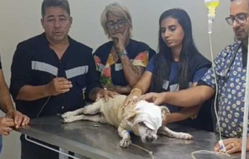 Morre cachorro esfaqueado na Grande Aracaju; polícia busca suspeito