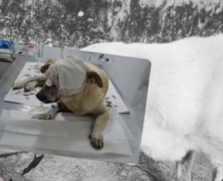 Comoção na Atalaia Nova: Morre cachorro esfaqueado e polícia analisa câmeras de segurança