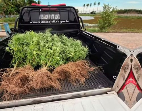 Polícia fecha “horta” de maconha e prende suspeito no povoado Lagoa do Capunga