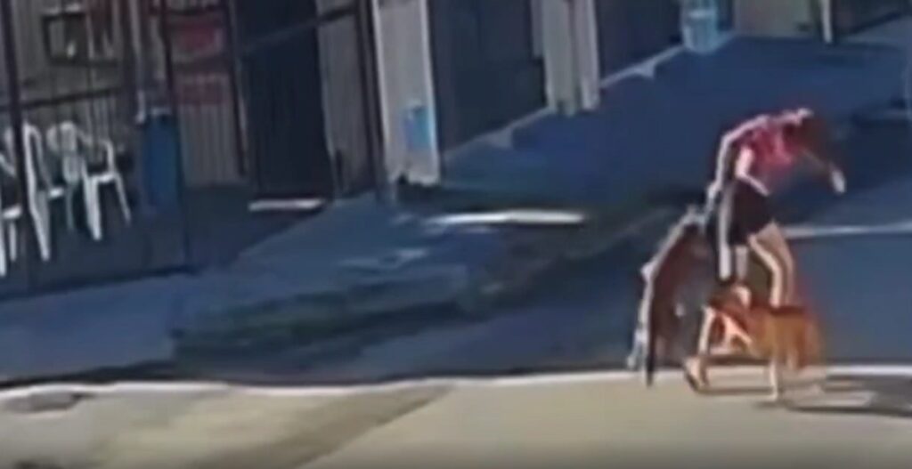 Mulher luta com Pitbull para salvar seus três cães de ataque no Ceará
