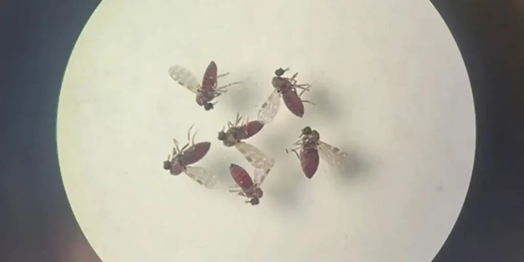 Estudo brasileiro detalha diferenças de sintomas entre febre do Oropouche e dengue