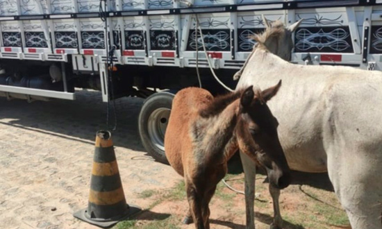 BPRv apreende 20 animais soltos nas rodovias estaduais de Sergipe em janeiro