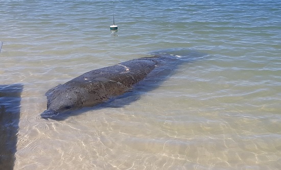 Peixe-boi Astro sofre ferimentos profundos após nova colisão com embarcação no litoral sul de Sergipe