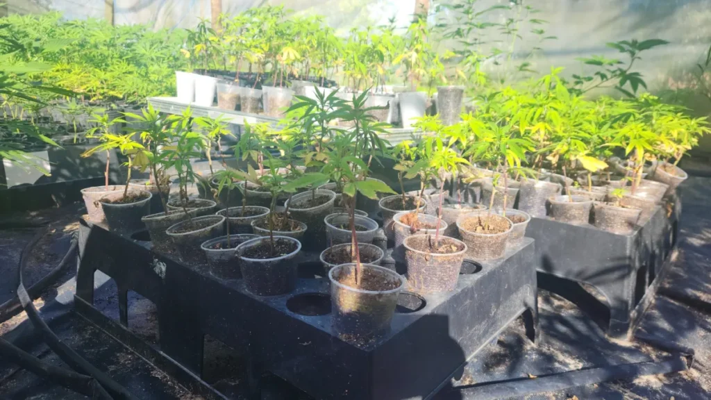 Parceria Salvar-SE e IFS divulga primeiro estudo sobre adubo orgânico em cultivo de Cannabis