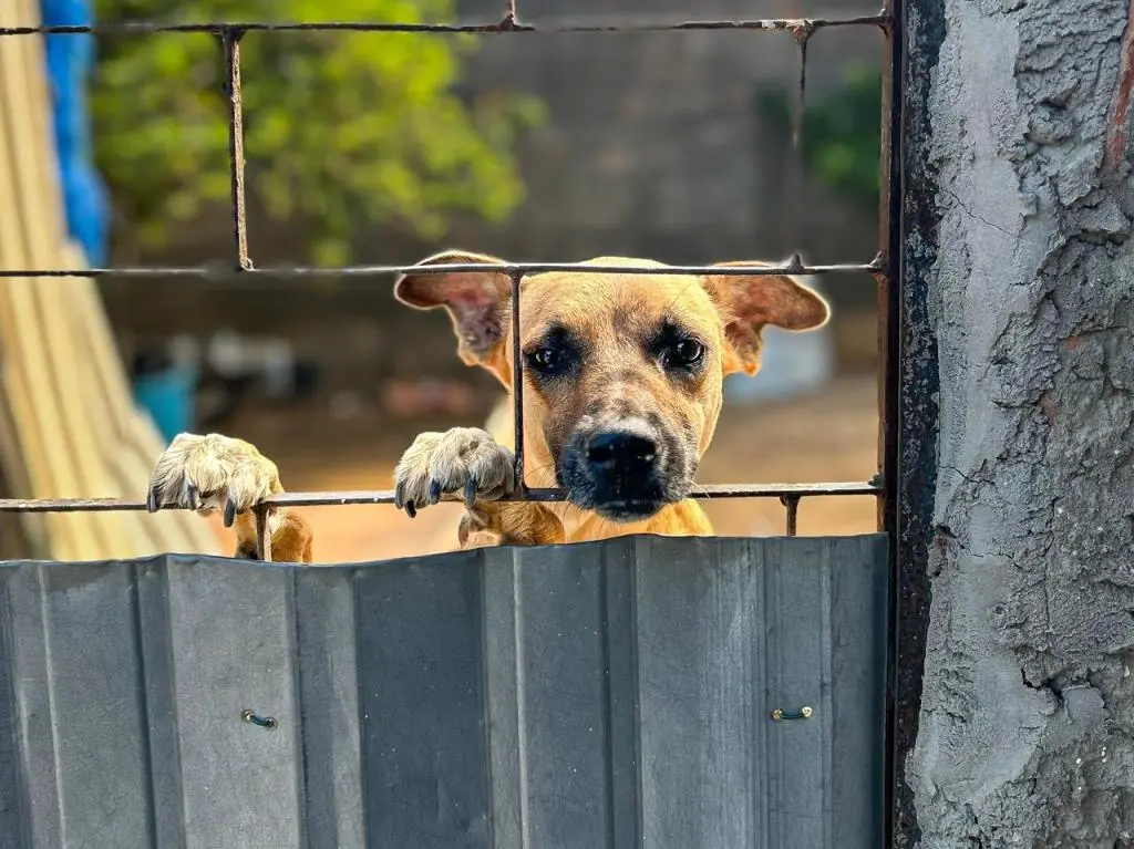 Prefeitura de Aracaju organiza campanha para combater maus-tratos a animais