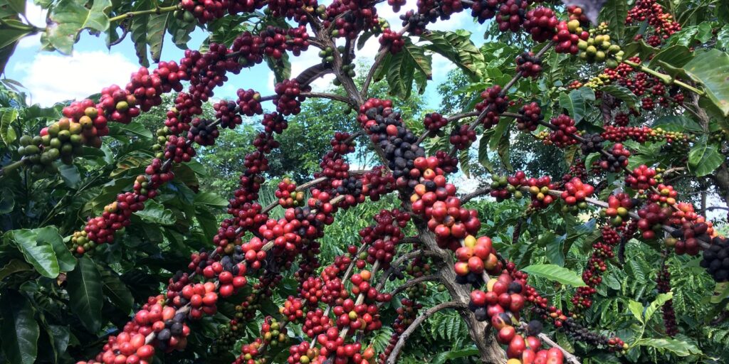 Produção de café deve bater recorde com alta de 17,1% em 2026, projeta Conab