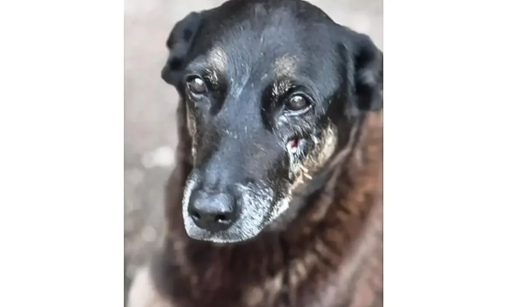 Polícia Civil pede apreensão do passaporte de adolescente suspeito de matar cão Orelha em Florianópolis