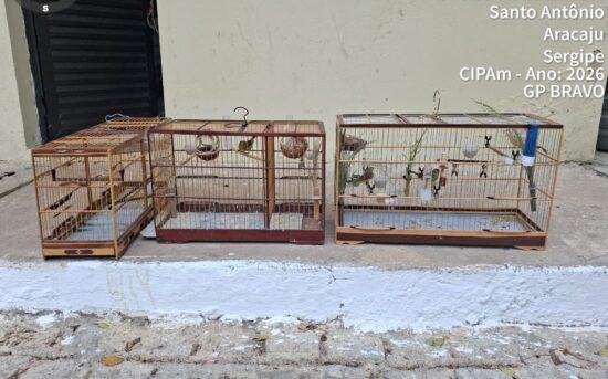 Polícia autua dupla por criação irregular e torneio de canto de aves silvestres em Nossa Senhora do Socorro
