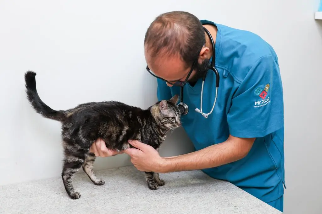 Programa Aju Animal reforça proteção e amplia atendimento veterinário em Aracaju