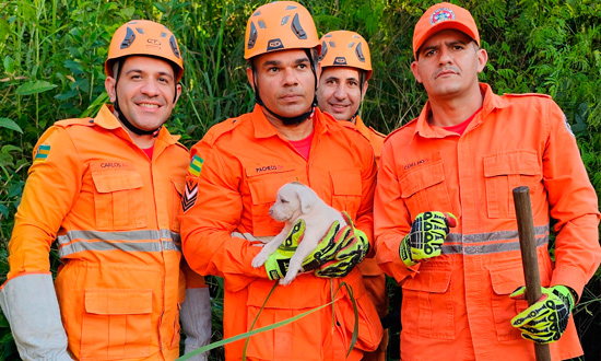 Corpo de Bombeiros de Sergipe realizou 1.196 resgates de animais em 2025