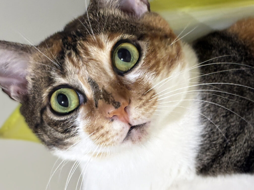 Campanha de adoção animal “Amigo Pet” acontece neste sábado*