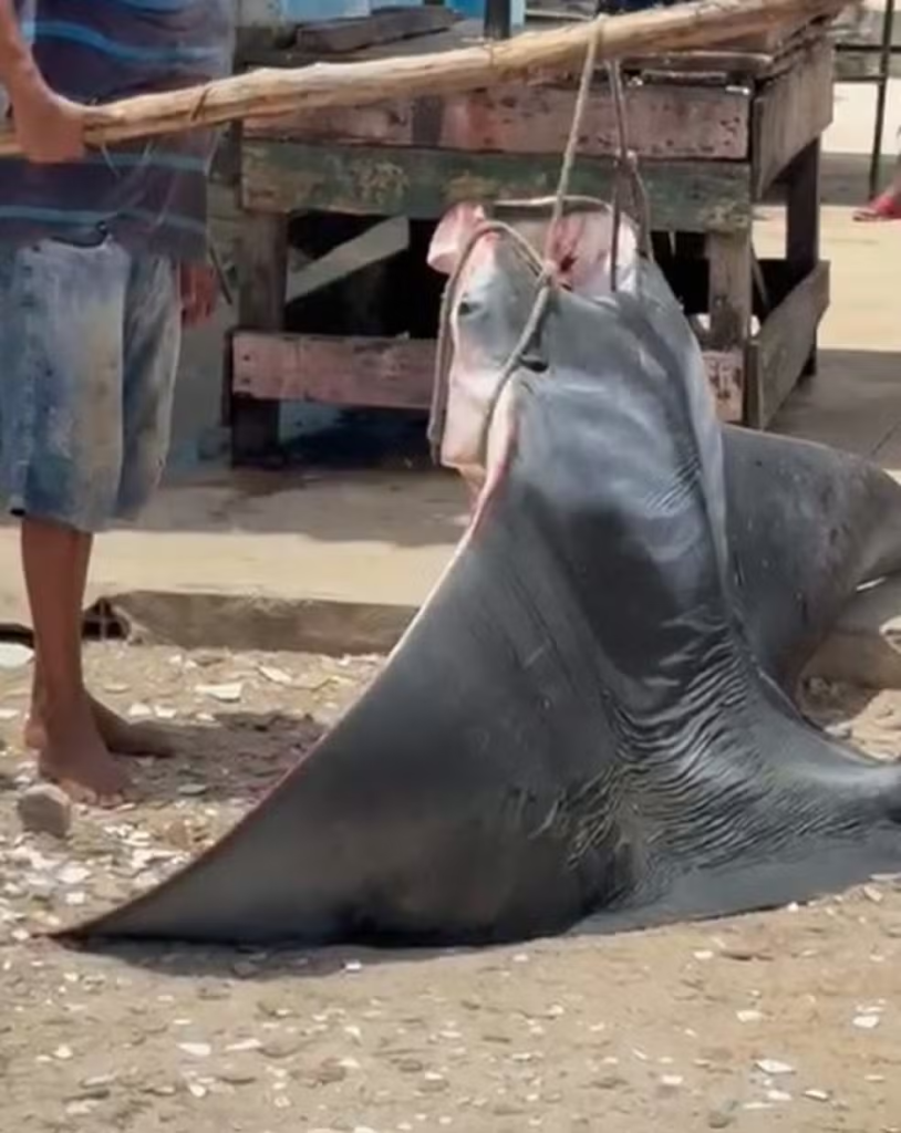 ALERTA AMBIENTAL: pesca ilegal de raia-manta preocupa especialistas em Sergipe