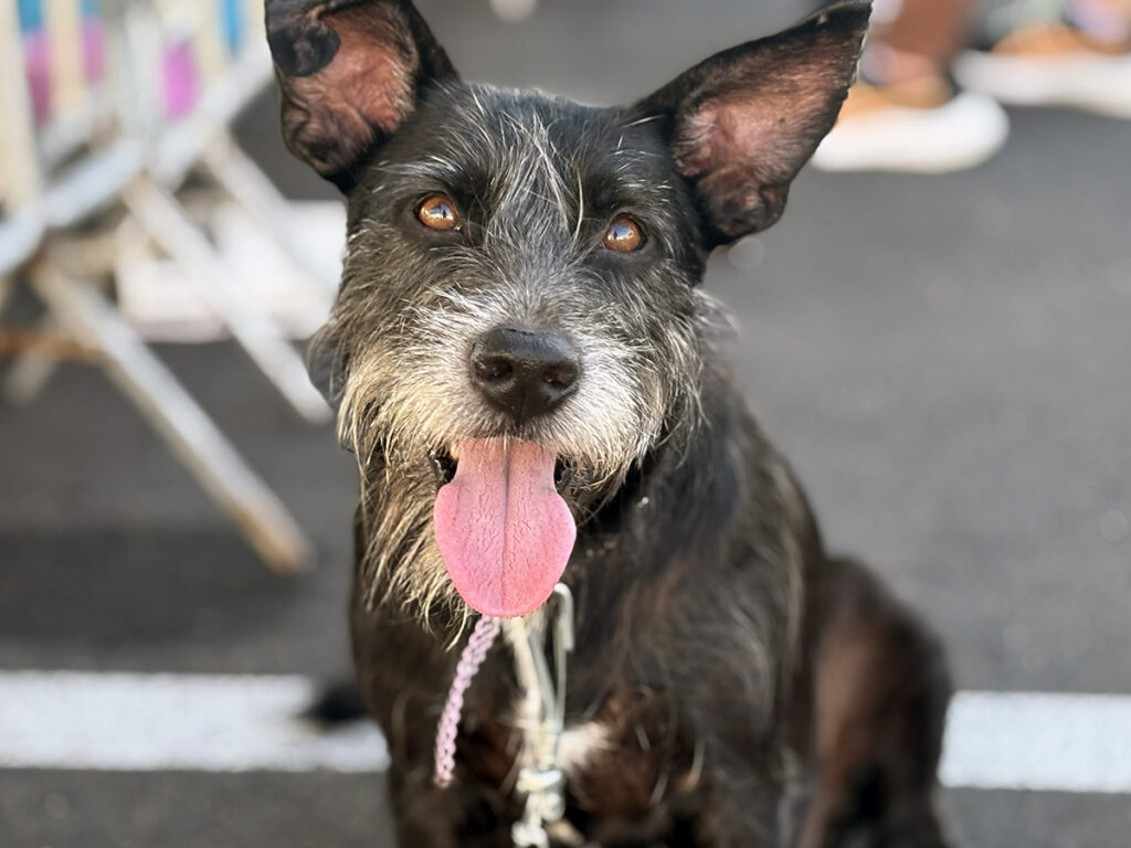 Campanha “Amigo Pet” promove adoção de cães e gatos neste sábado em Aracaju