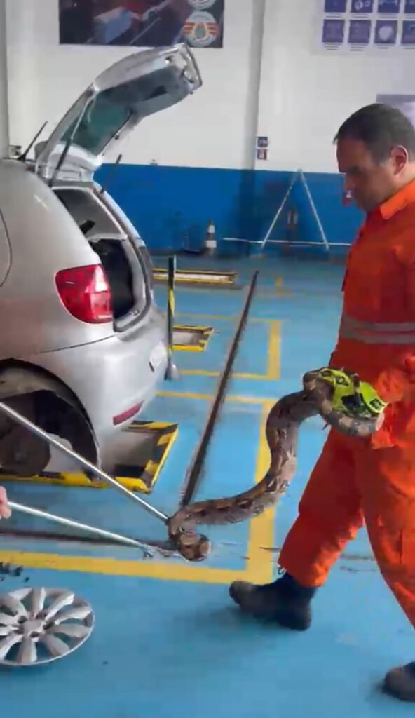 Susto em Lagarto: Bombeiros desmontam para-choque de carro para resgatar jiboia de 2 metros
