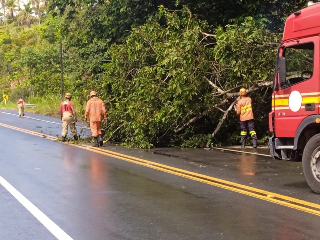 Árvore cai e interdita trecho da Rodovia SE-368 em Santa Luzia do Itanhy; Bombeiros liberam a via