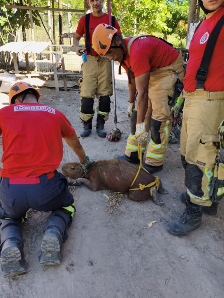 Capivara é resgatada pelo Corpo de Bombeiros em Itaporanga d’Ajuda