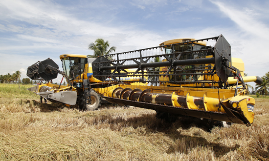 Safra de arroz atinge novo recorde em Sergipe