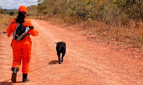 Homem é encontrado morto após ataque de abelhas em rodovia de Riachuelo
