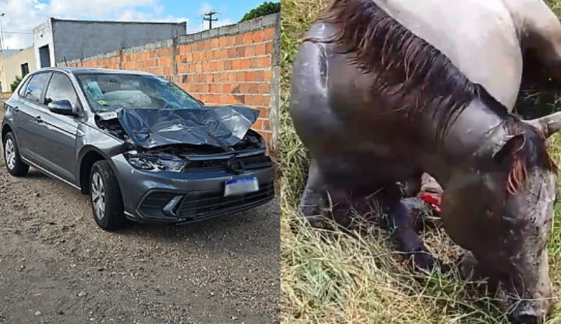 Colisão entre carro e cavalo deixa animal gravemente ferido em Campo do Brito.