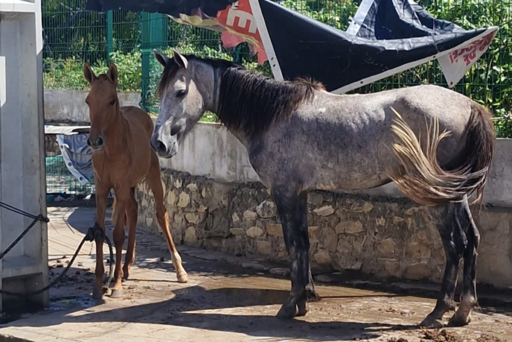 Ação conjunta resgata cavalos em situação de maus-tratos no bairro Santa Maria, em Aracaju