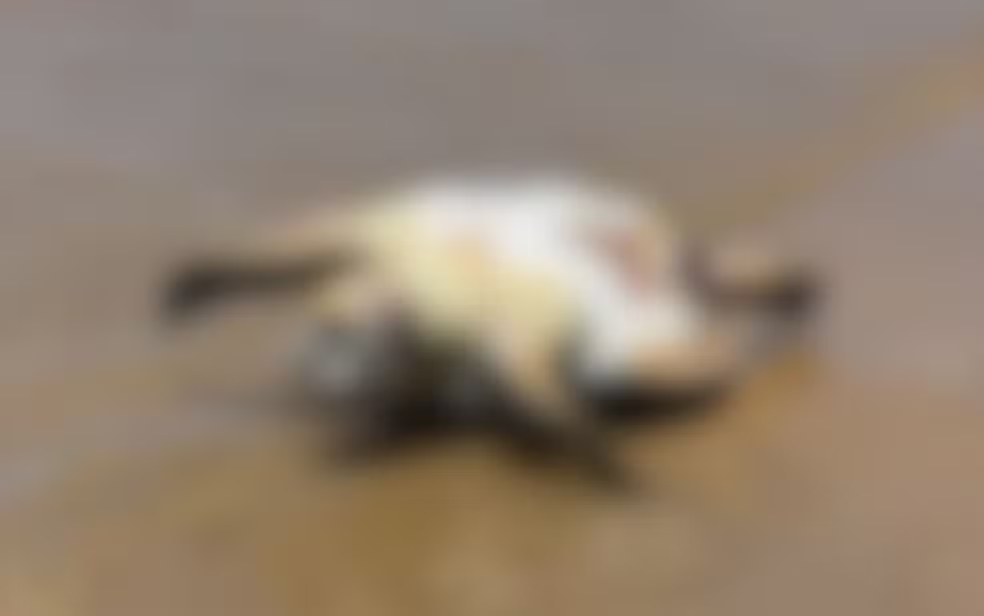 Tartaruga-marinha é encontrada morta na praia da Aruana, em Aracaju.