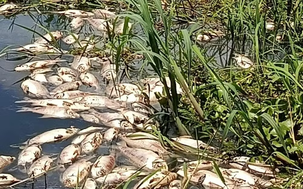 “Canal de esgoto”: mortandade de peixes no rio Japaratuba gera alerta em Pirambu.