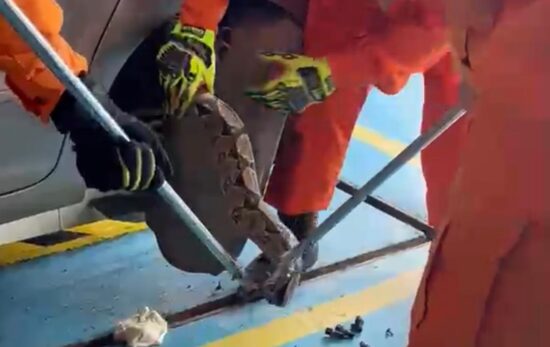 Jiboia de cerca de dois metros é retirada de carro em Lagarto