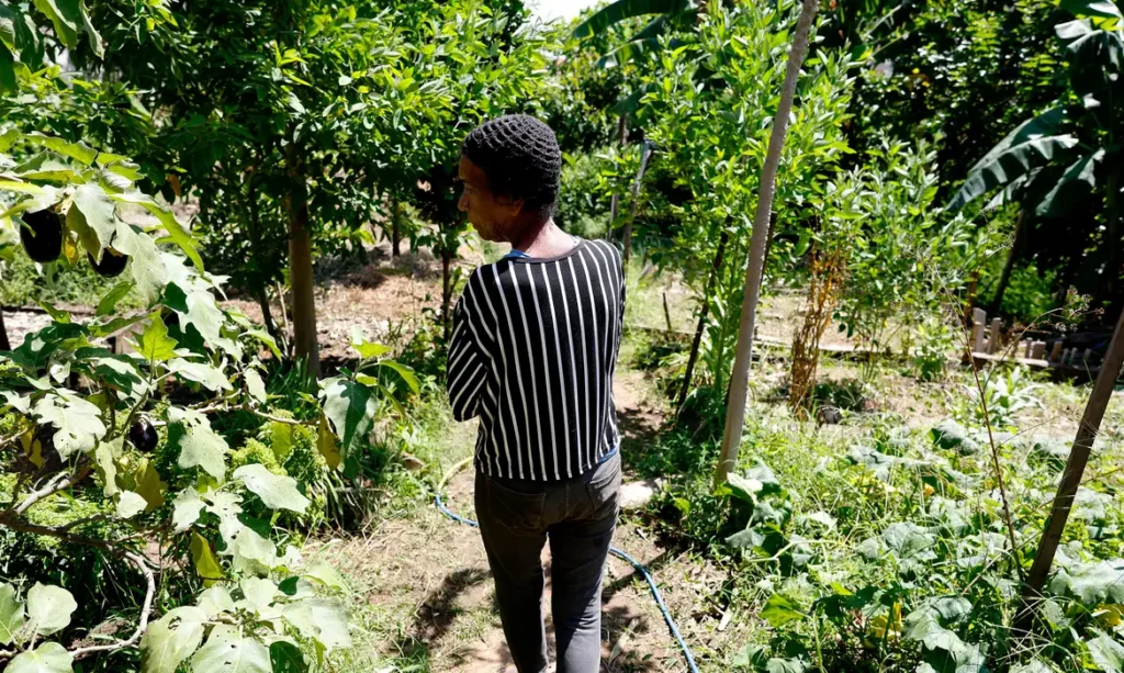 Horta comunitária no Morro do Salgueiro reúne memória, renda e práticas agroecológicas