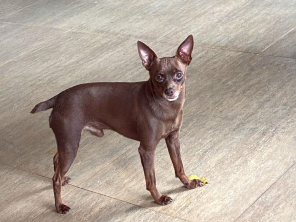 Edson, da dupla com Hudson, pede ajuda após desaparecimento do cachorro Kiko em Indaiatuba