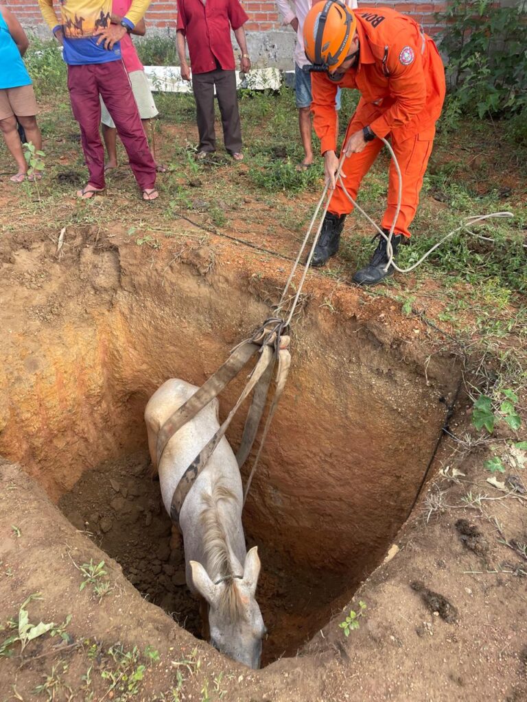 Bombeiros resgatam cavalo preso em buraco de 2,5 metros em Ribeirópolis