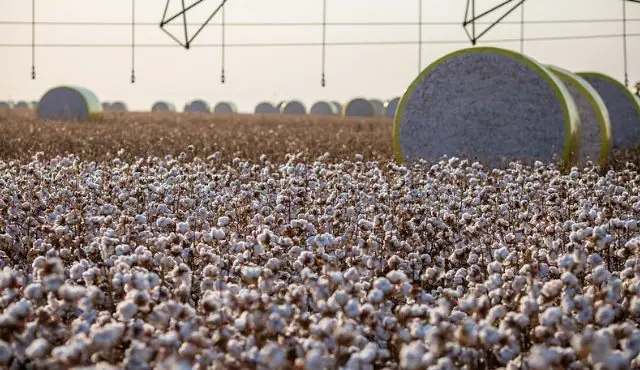 Índia Ganha Protagonismo e Amplia Participação no Agronegócio de São Paulo