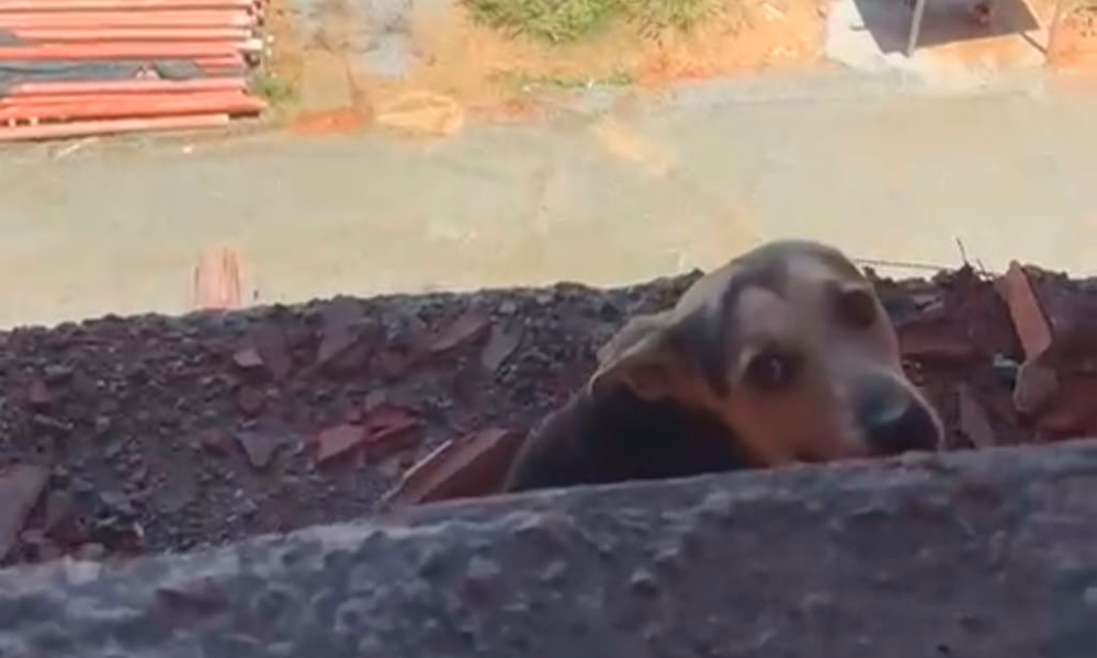 cachorropresoemconstrucao cbmse