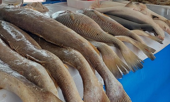 feira pescados aracaju foto emsurb 160425