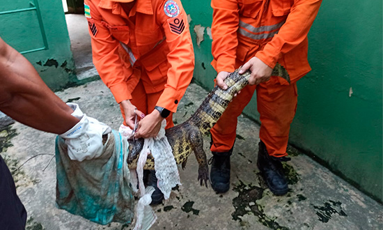 Jacaré de cerca de um metro é retirado por bombeiros em Socorro