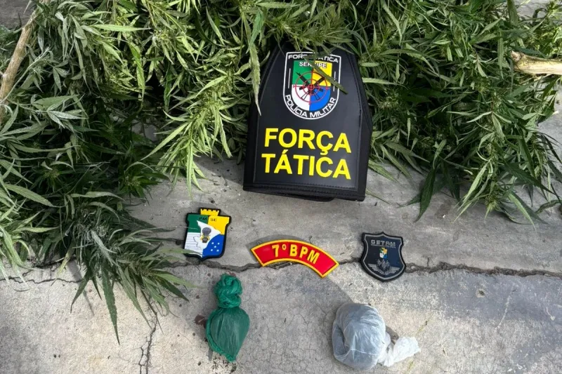 Polícia Militar localiza plantação de maconha em Riachão do Dantas e prende suspeito