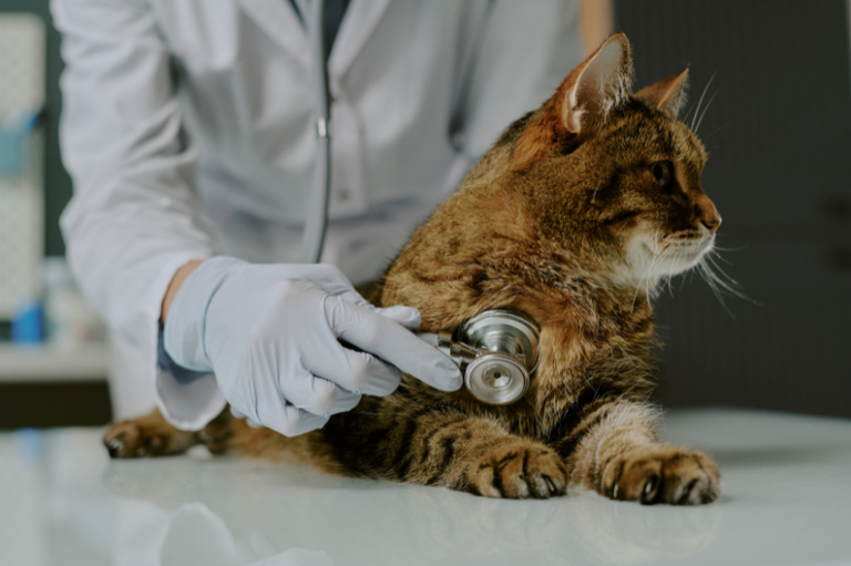 MPF recomenda atualização do curso de Medicina Veterinária da UFS para reforçar políticas de bem‑estar animal