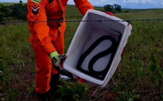 Mussurana é resgatada dentro de residência em Riachão do Dantas