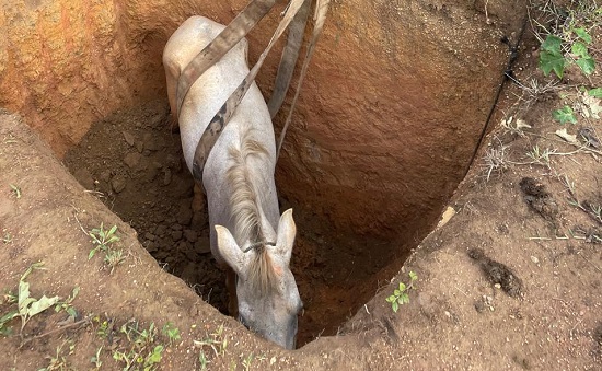 Bombeiros resgatam cavalo que caiu em buraco de 2,5 metros em Ribeirópolis
