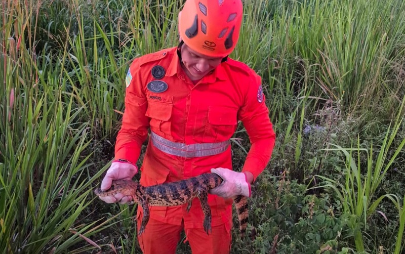resgatejacare_lagarto_fotocbm