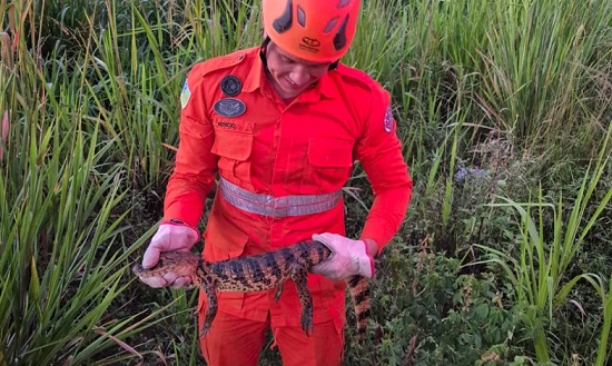 Filhote de jacaré é resgatado no quintal de casa em Lagarto