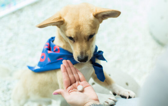 Colesterol alto em cães e gatos indica doenças subjacentes e exige investigação veterinária