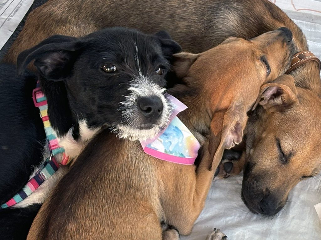 Campanha de adoção busca novos lares para cães e gatos em Aracaju