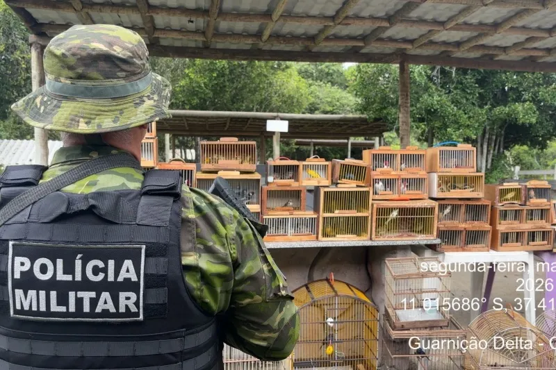 Ação integrada da PM/SE e Adema apreende 155 aves silvestres em Lagarto