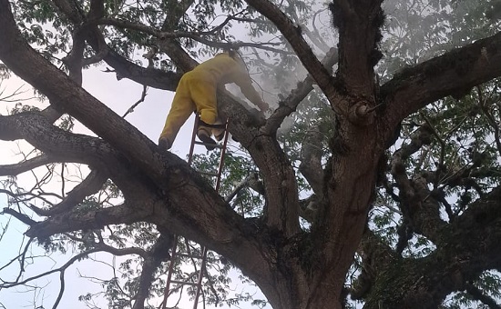 Bombeiros removem enxames de abelhas em Itabaiana e Malhador