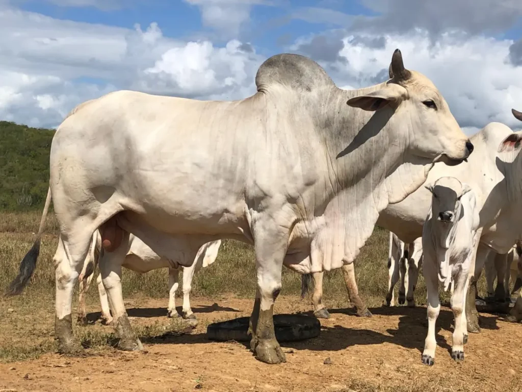 se_luiz_carlos_agroamigo_agroecologia_gado_bovino_6