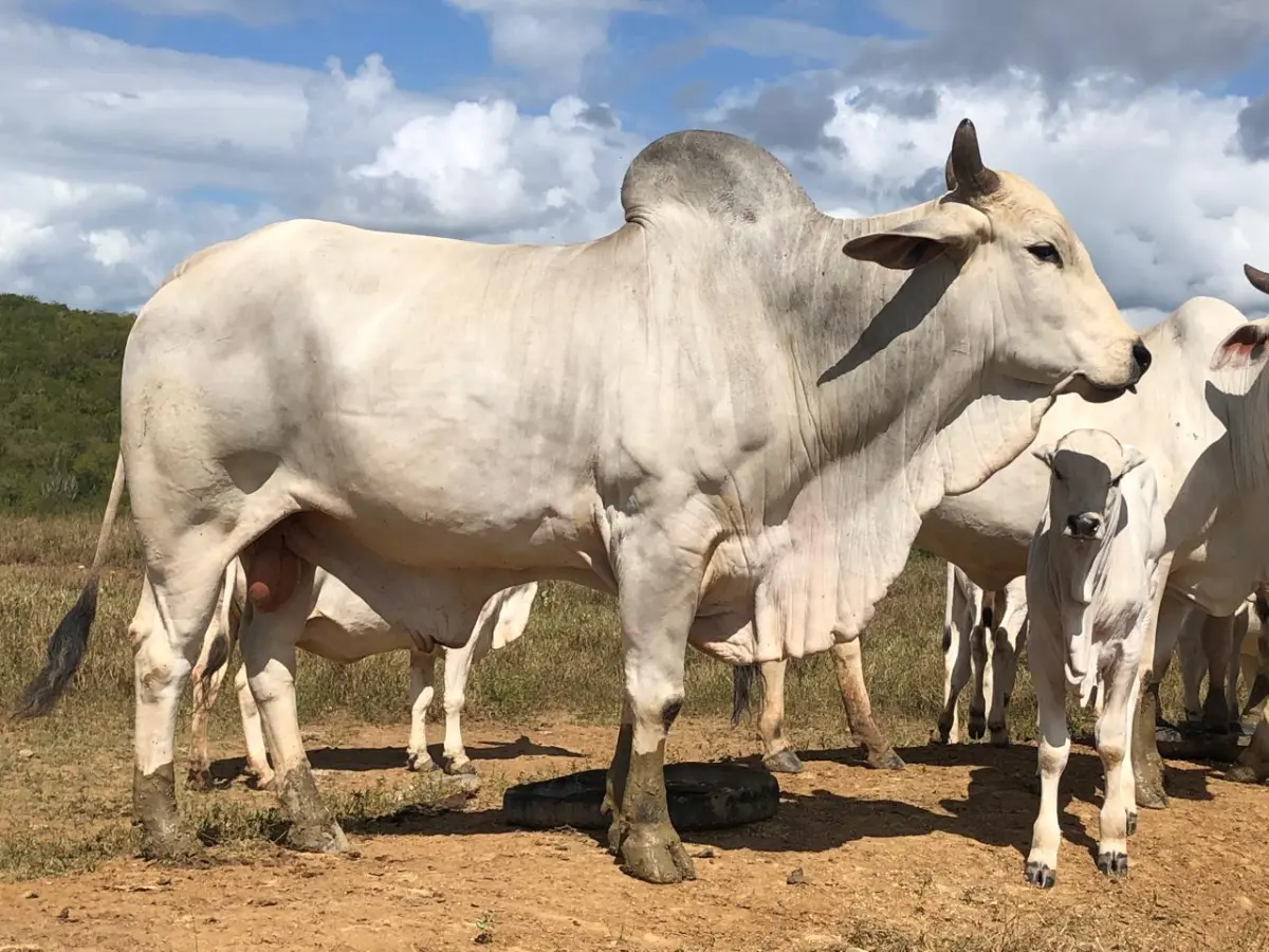 se_luiz_carlos_agroamigo_agroecologia_gado_bovino_6