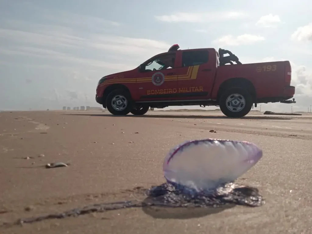 Bombeiros atenderam 44 vítimas de acidentes com caravelas nas praias de Aracaju no fim de semana